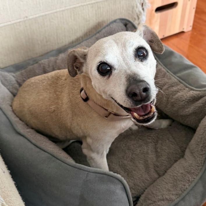 Enlarge Sunflower, an adopted Mixed Breed in Rensselaer, NY image 4/5
