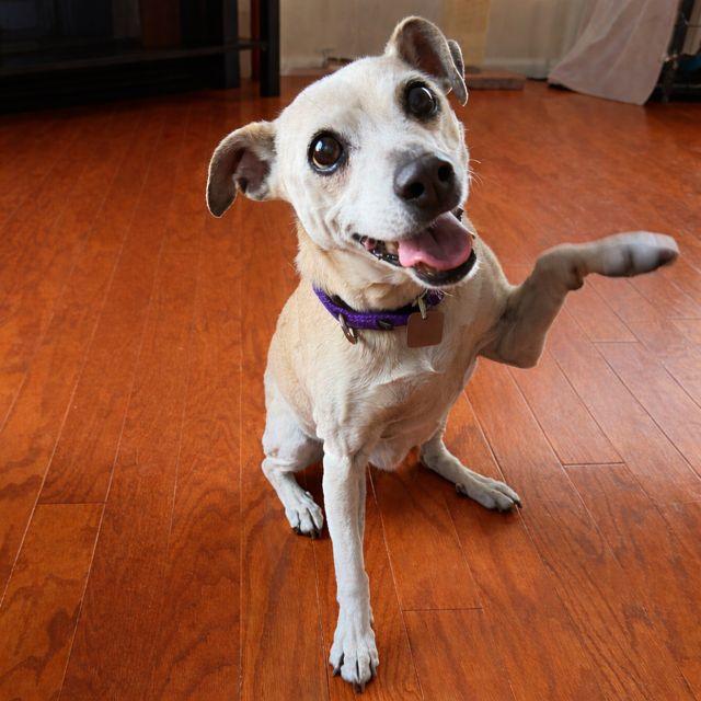 Sunflower, adopted, Senior Female Mixed Breed.