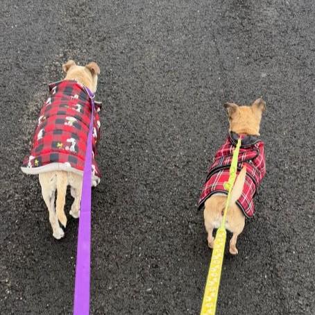 Enlarge Sunflower, an adopted Mixed Breed in Rensselaer, NY image 5/5