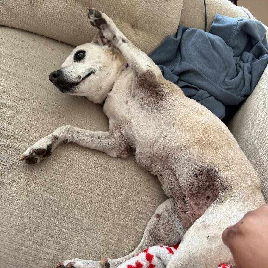 Enlarge Sunflower, an adopted Mixed Breed in Rensselaer, NY image 2/5