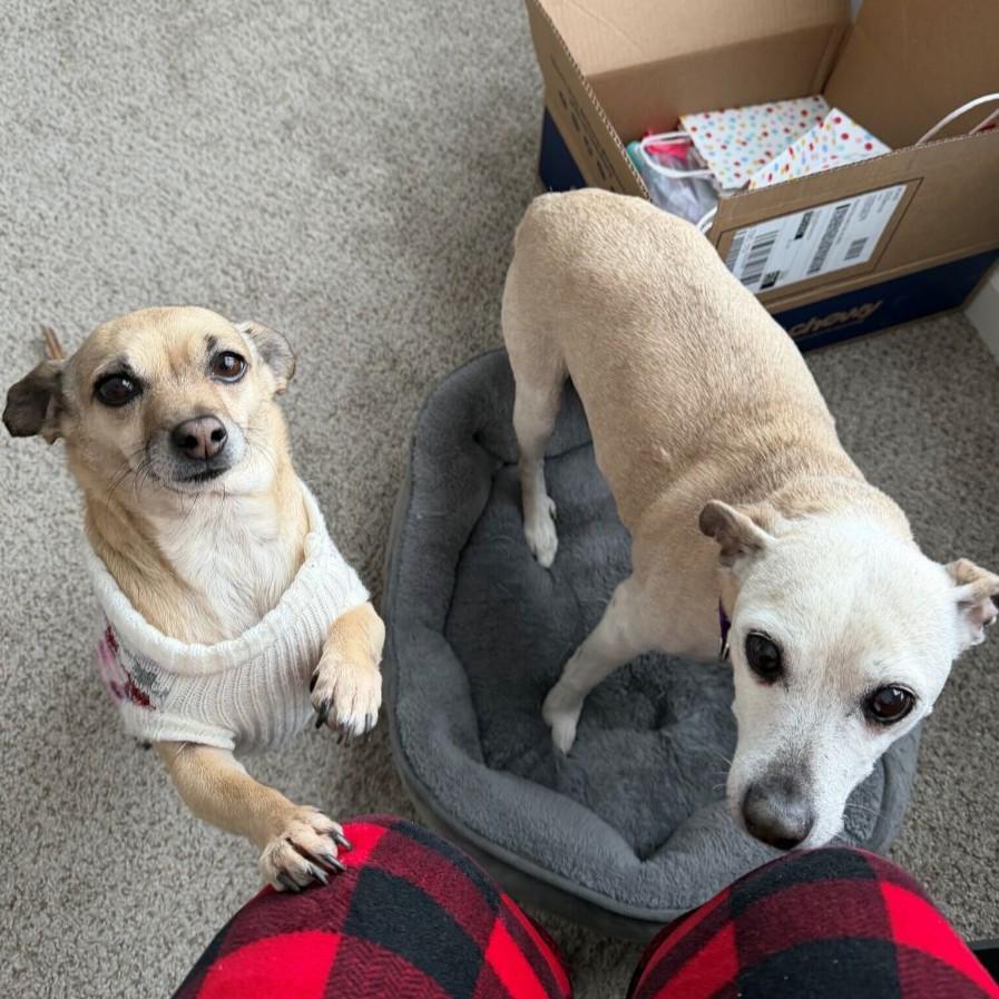 Enlarge Sunflower, an adopted Mixed Breed in Rensselaer, NY image 3/5