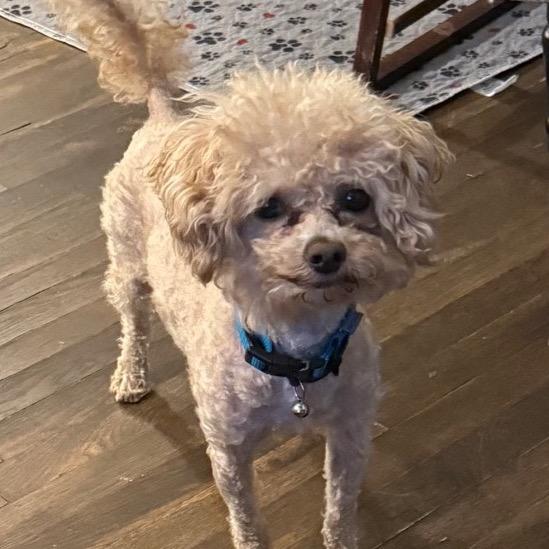 Bowie, Adoptable, Adult Male Poodle & Mixed Breed.