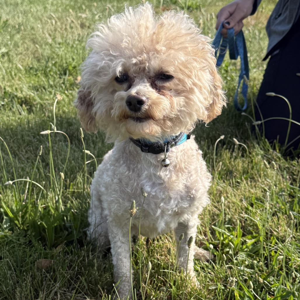 Bowie, a Adoptable mixed breed in North Canton, OH image 2/4