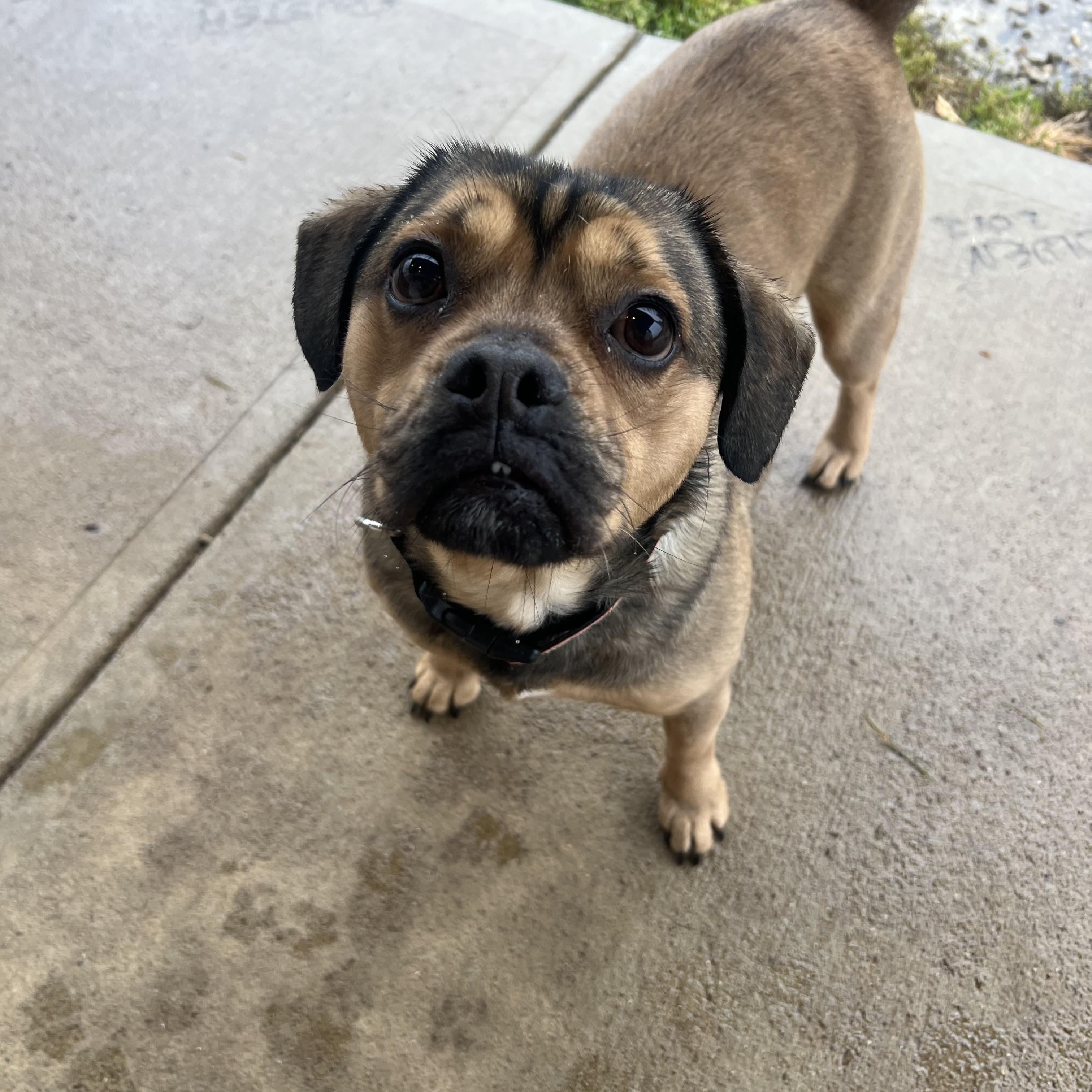 Enlarge Chunk, a Adoptable mixed breed in South Charleston, OH image 1/3