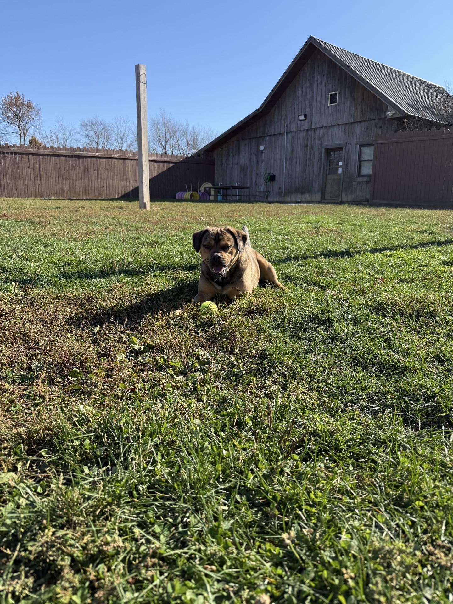 Enlarge Chunk, a Adoptable mixed breed in South Charleston, OH image 2/3