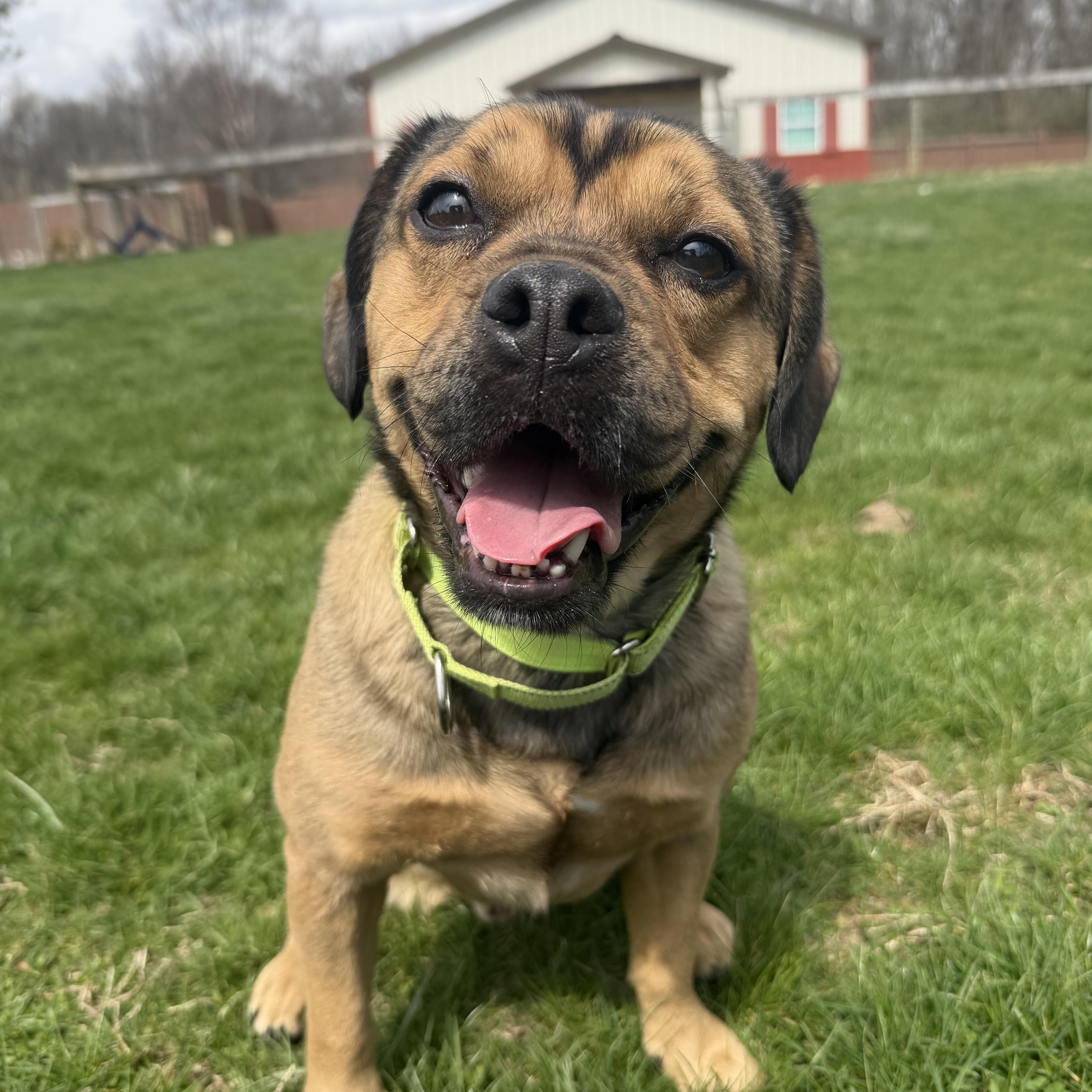 Enlarge Chunk, an adoptable mixed breed in South Charleston, OH image 2/6