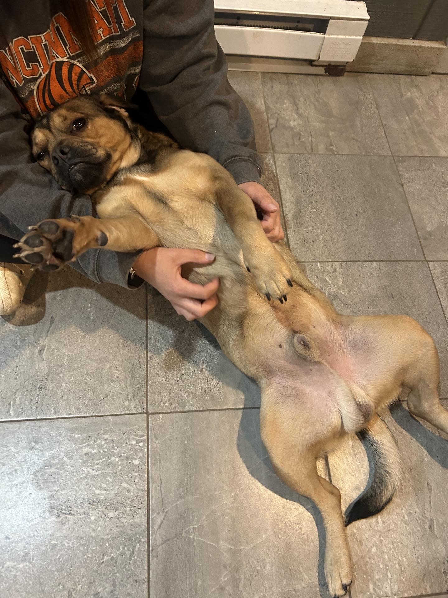 Enlarge Chunk, a Adoptable mixed breed in South Charleston, OH image 3/3