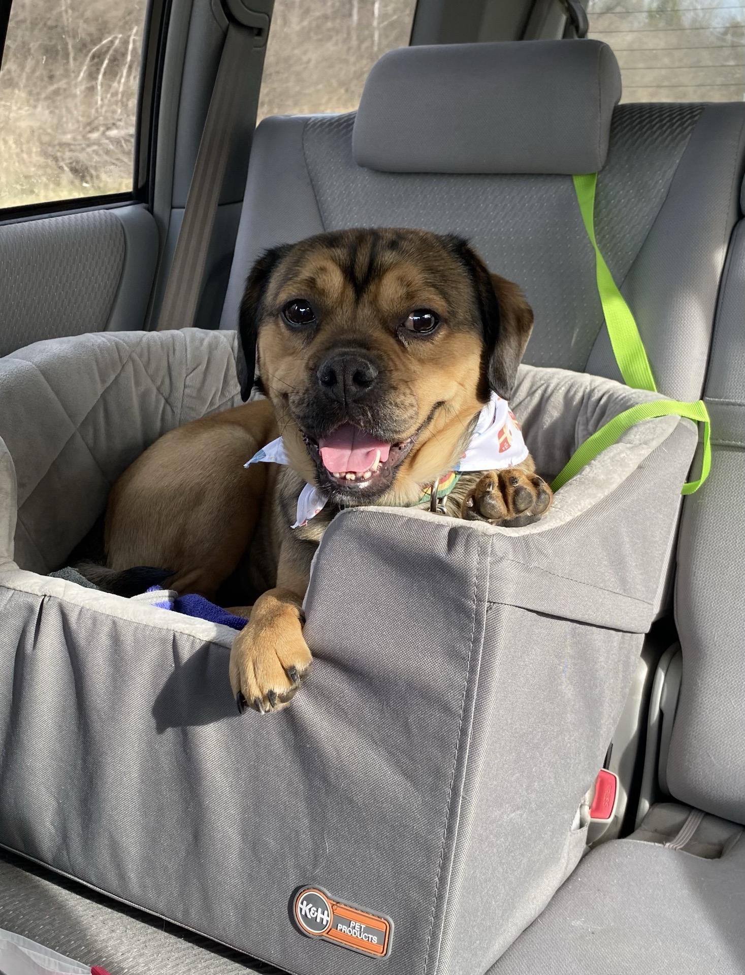 Chunk, adoptable, Adult Male Bulldog.