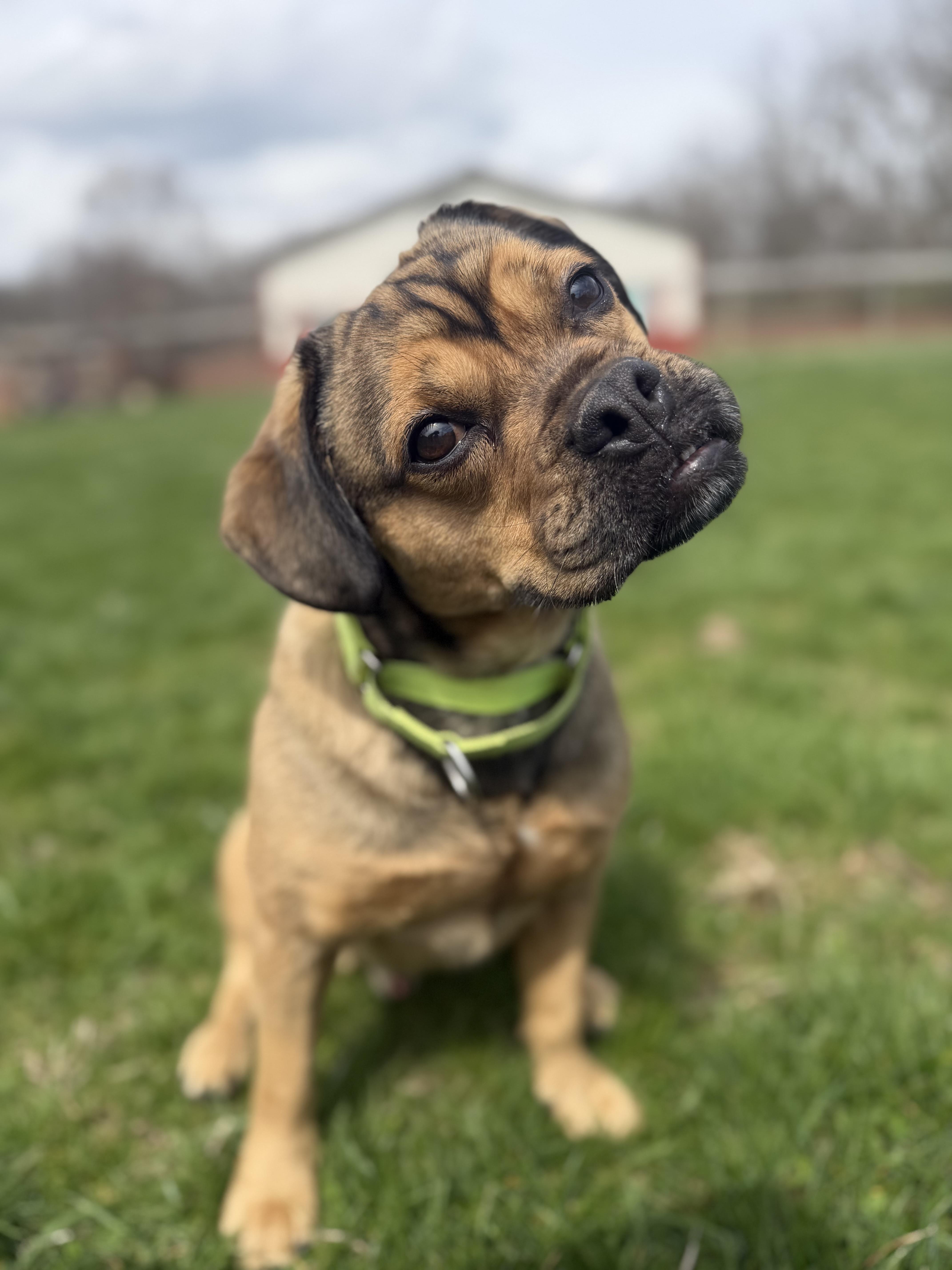 Enlarge Chunk, an adoptable mixed breed in South Charleston, OH image 1/6