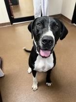 Birdie, Adoptable, Adult Male Labrador Retriever.