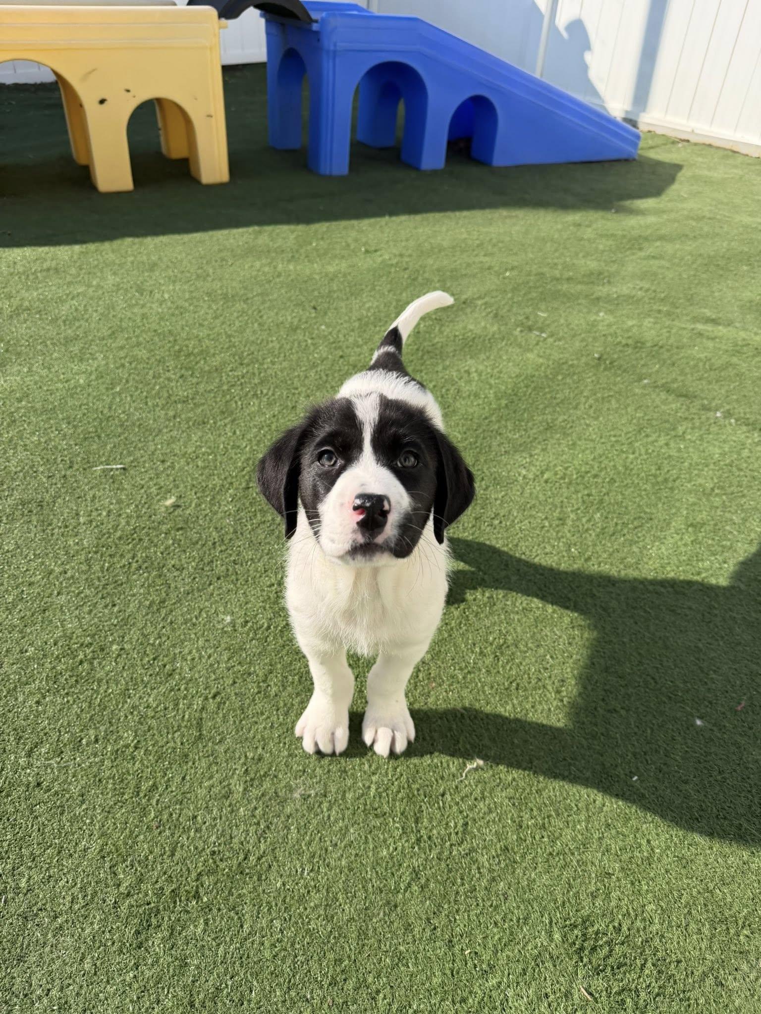 Jerry, adopted, Puppy Male Great Pyrenees.