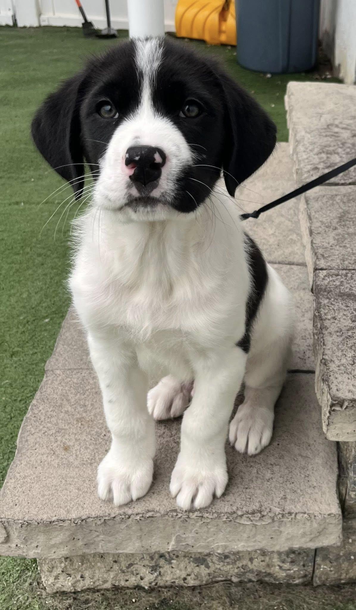 Enlarge Jerry, an adopted mixed breed in Medford, NJ image 3/5