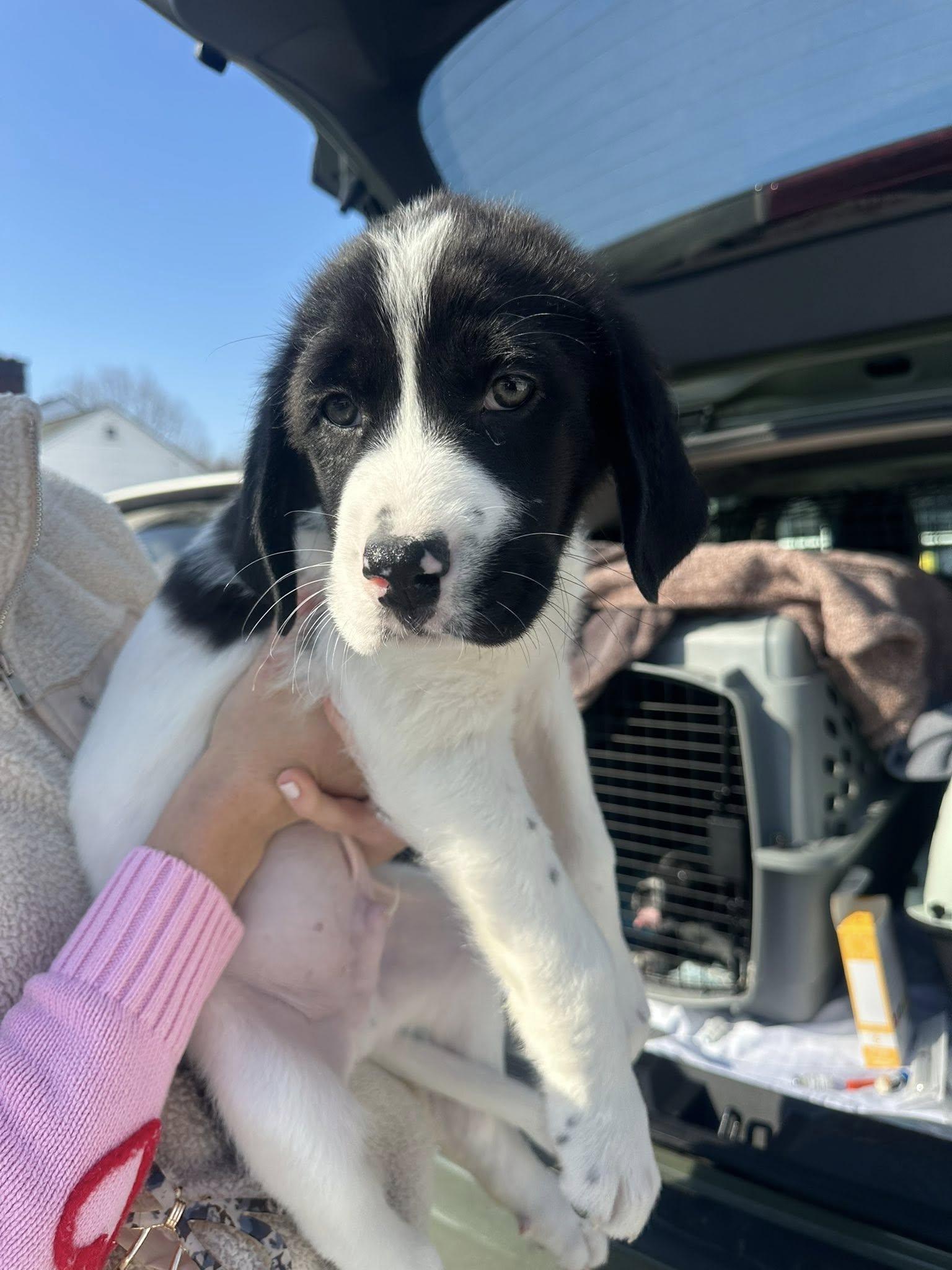 Enlarge Jerry, an adopted mixed breed in Medford, NJ image 4/5