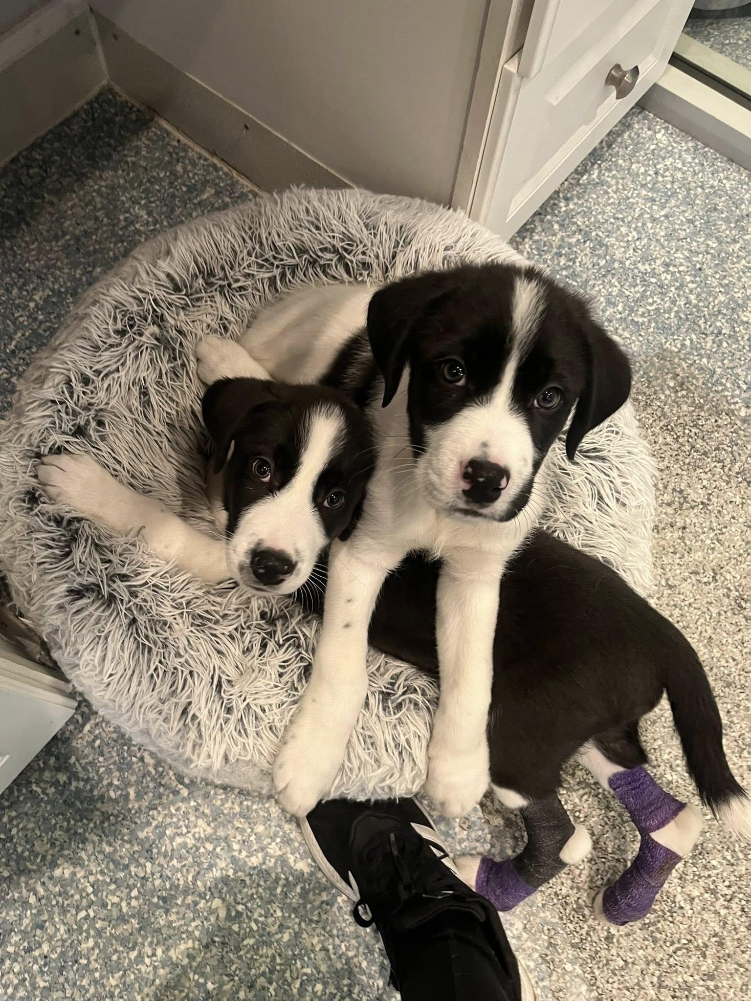 Enlarge Jerry, an adopted mixed breed in Medford, NJ image 2/5