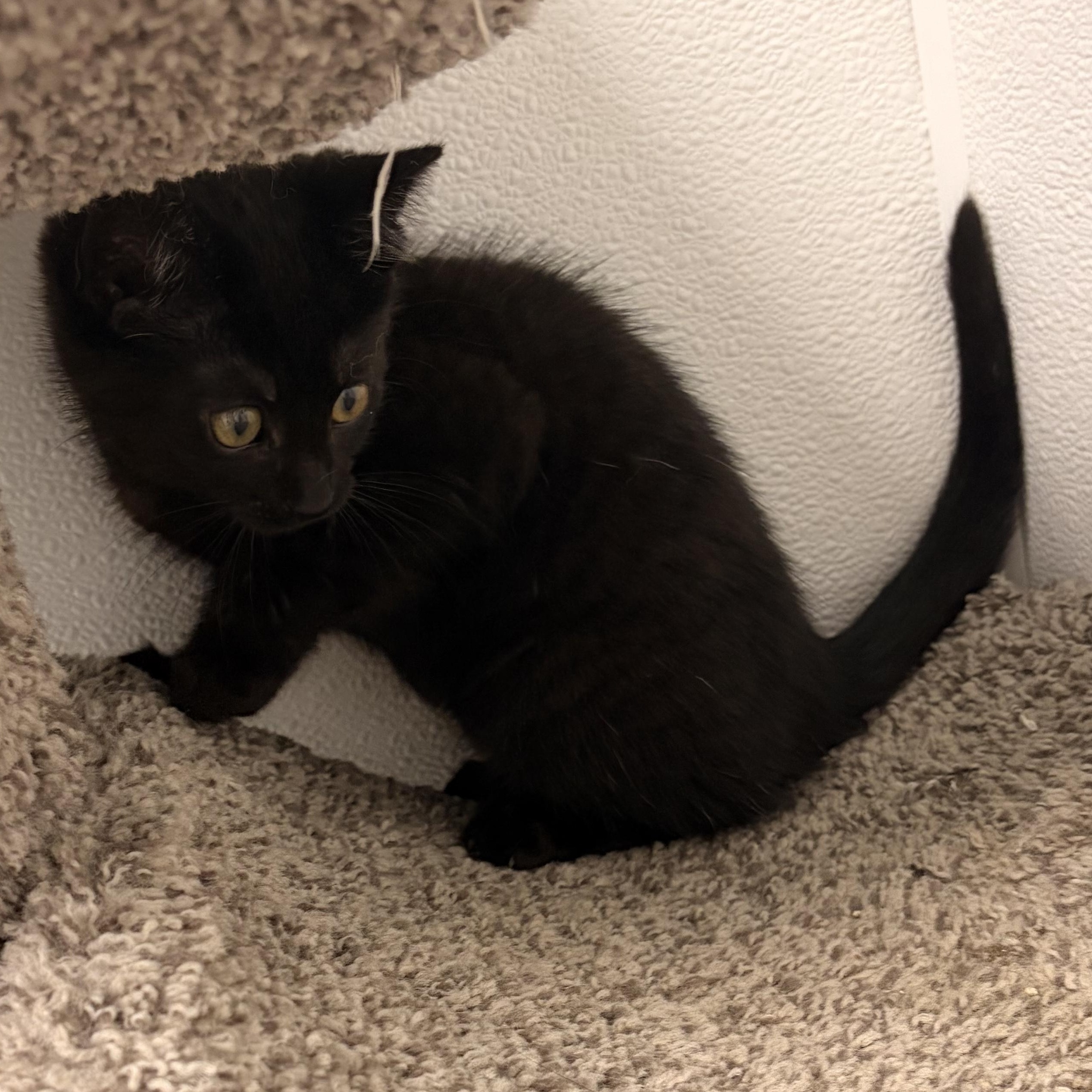 Enlarge Wasabi, a ADOPTABLE Domestic Short Hair in Bryan, OH image 1/2