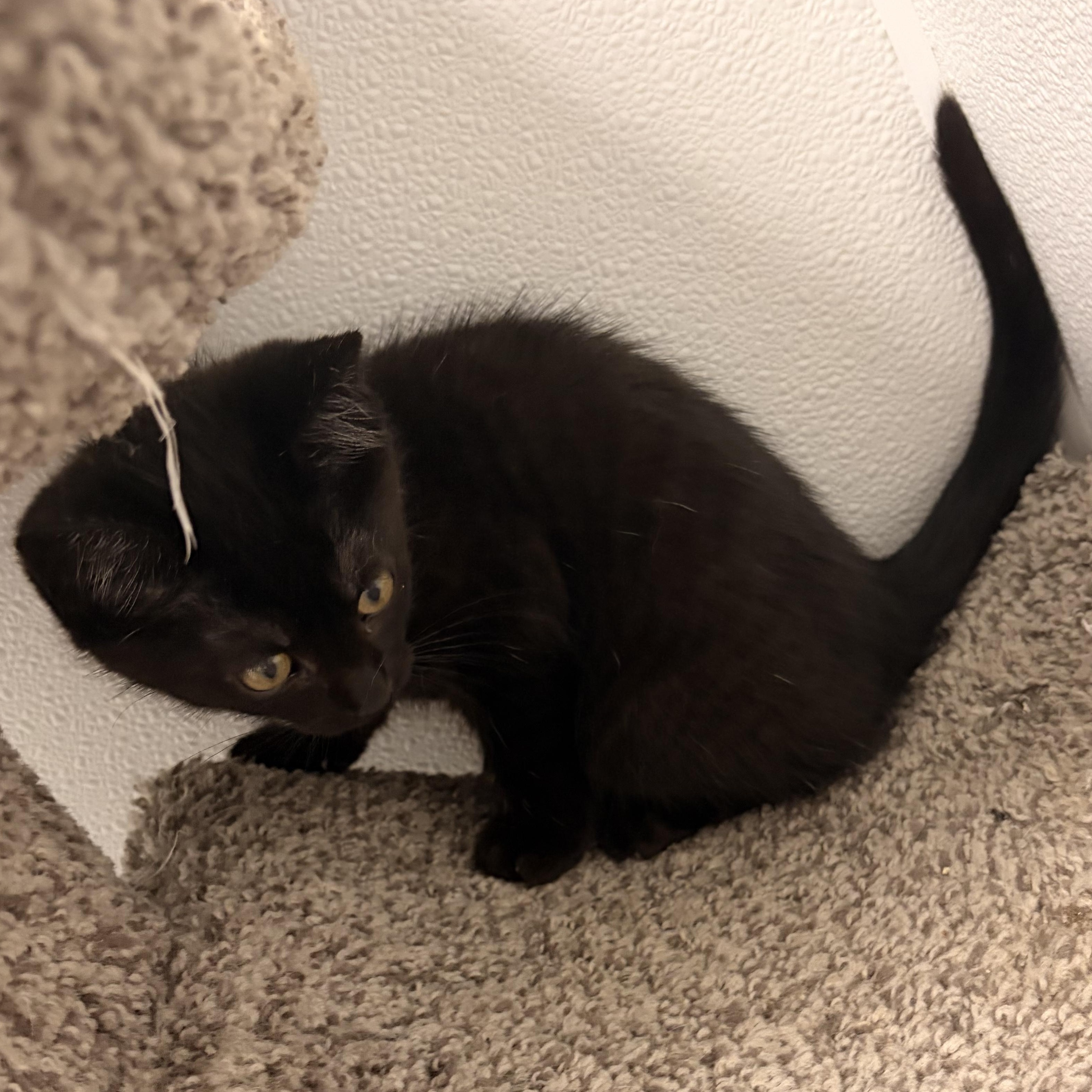 Enlarge Wasabi, a ADOPTABLE Domestic Short Hair in Bryan, OH image 2/2