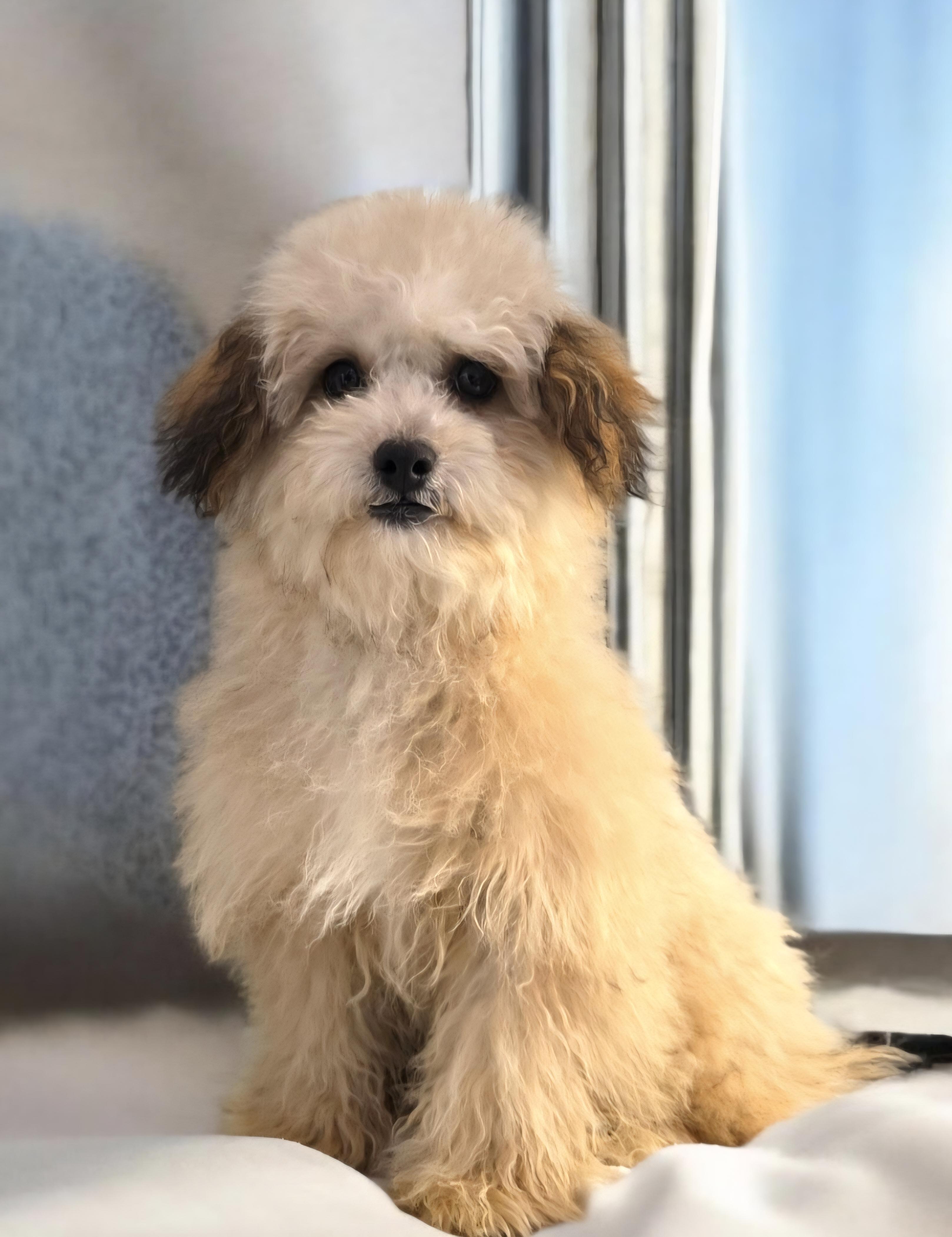 Wallace, a ADOPTABLE mixed breed in Hawthorne, CA image 1/3