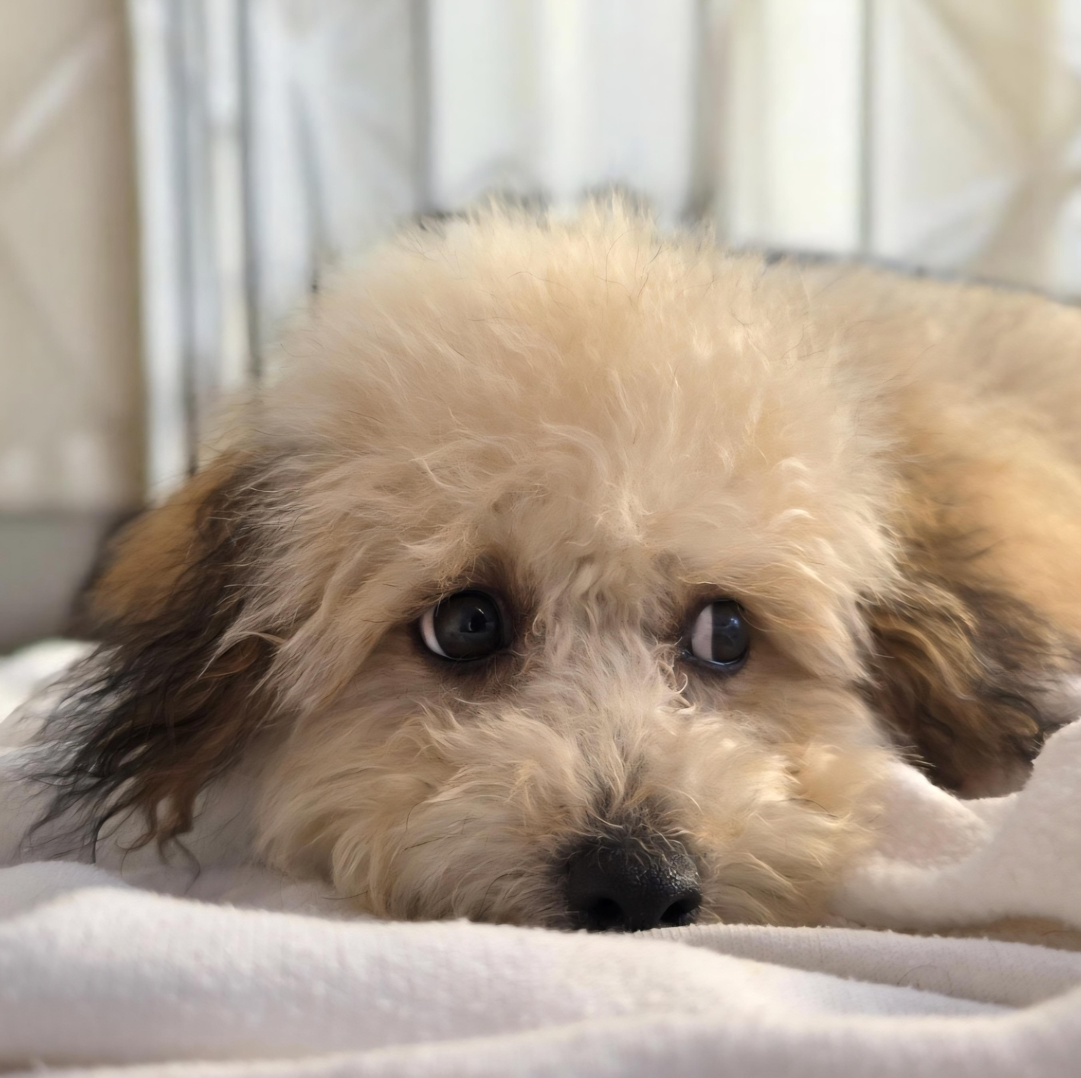 Wallace, a ADOPTABLE mixed breed in Hawthorne, CA image 2/3