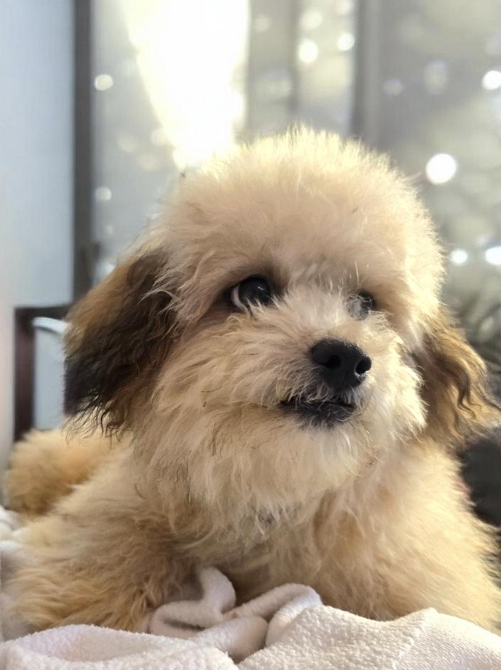 Wallace, a ADOPTABLE mixed breed in Hawthorne, CA image 3/3