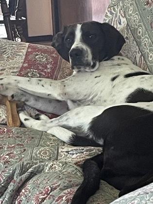 Lou, Adoptable, Young Male Hound & Mixed Breed.