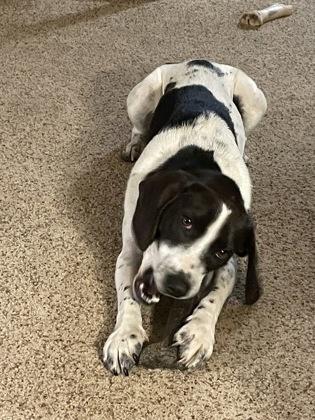 Lou, a Adoptable mixed breed in Burlington, WI image 2/2