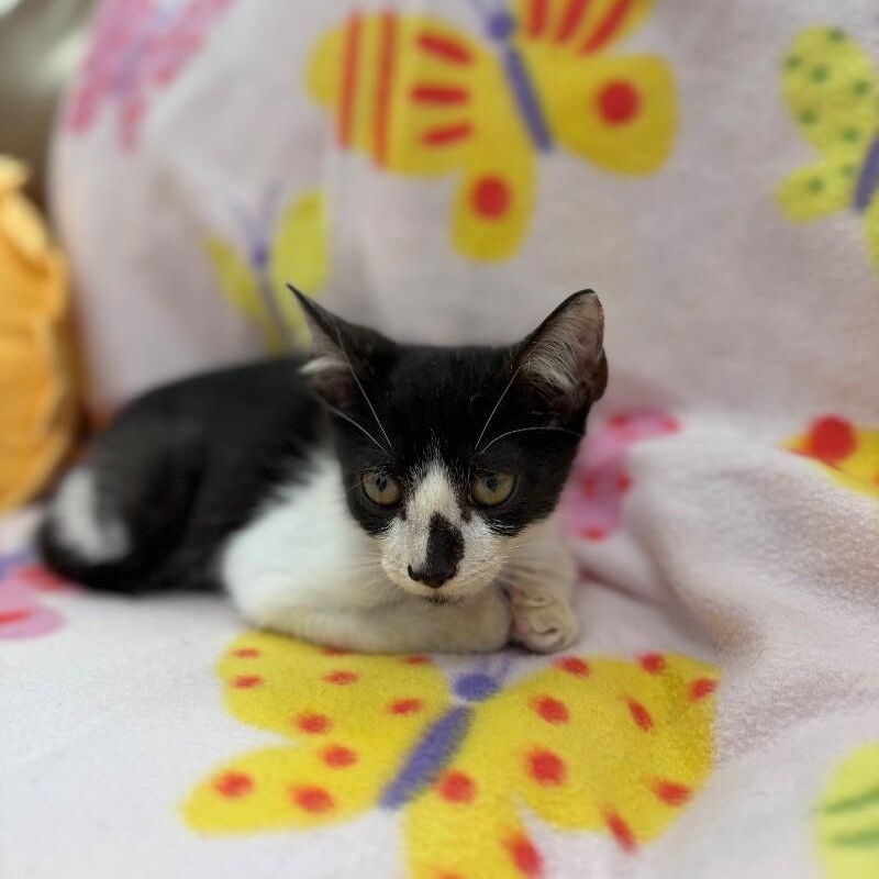 Ariel Harmison — thumbnail 2