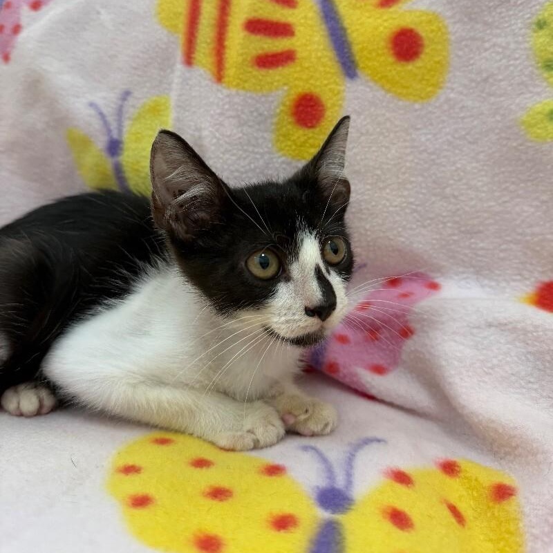 Ariel Harmison — thumbnail 3