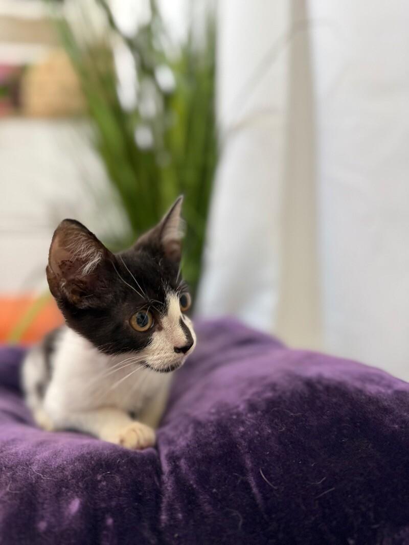 Ariel Harmison — thumbnail 4