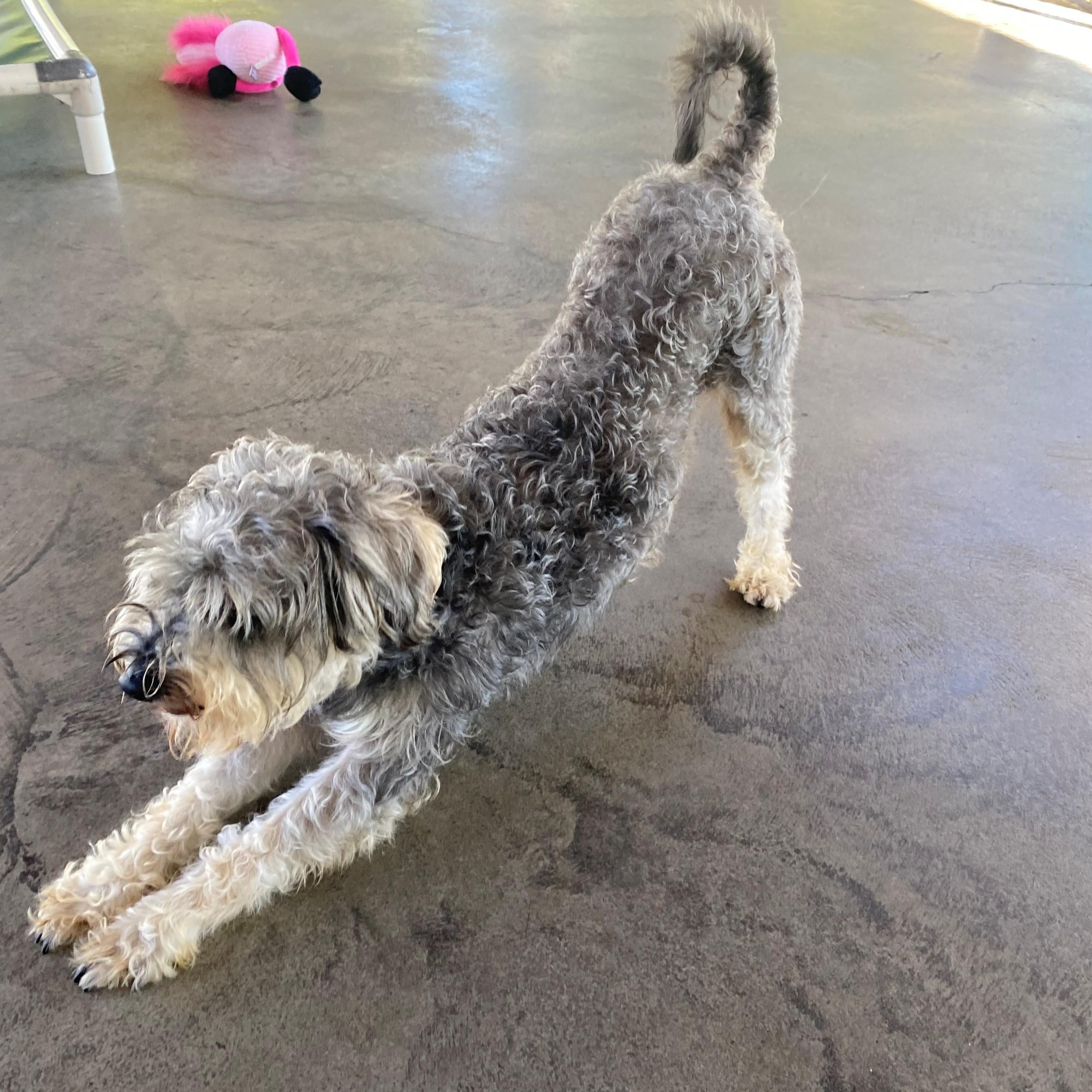 Enlarge Moo-Moo, a Adoptable Schnauzer in Edinburg, VA image 2/2