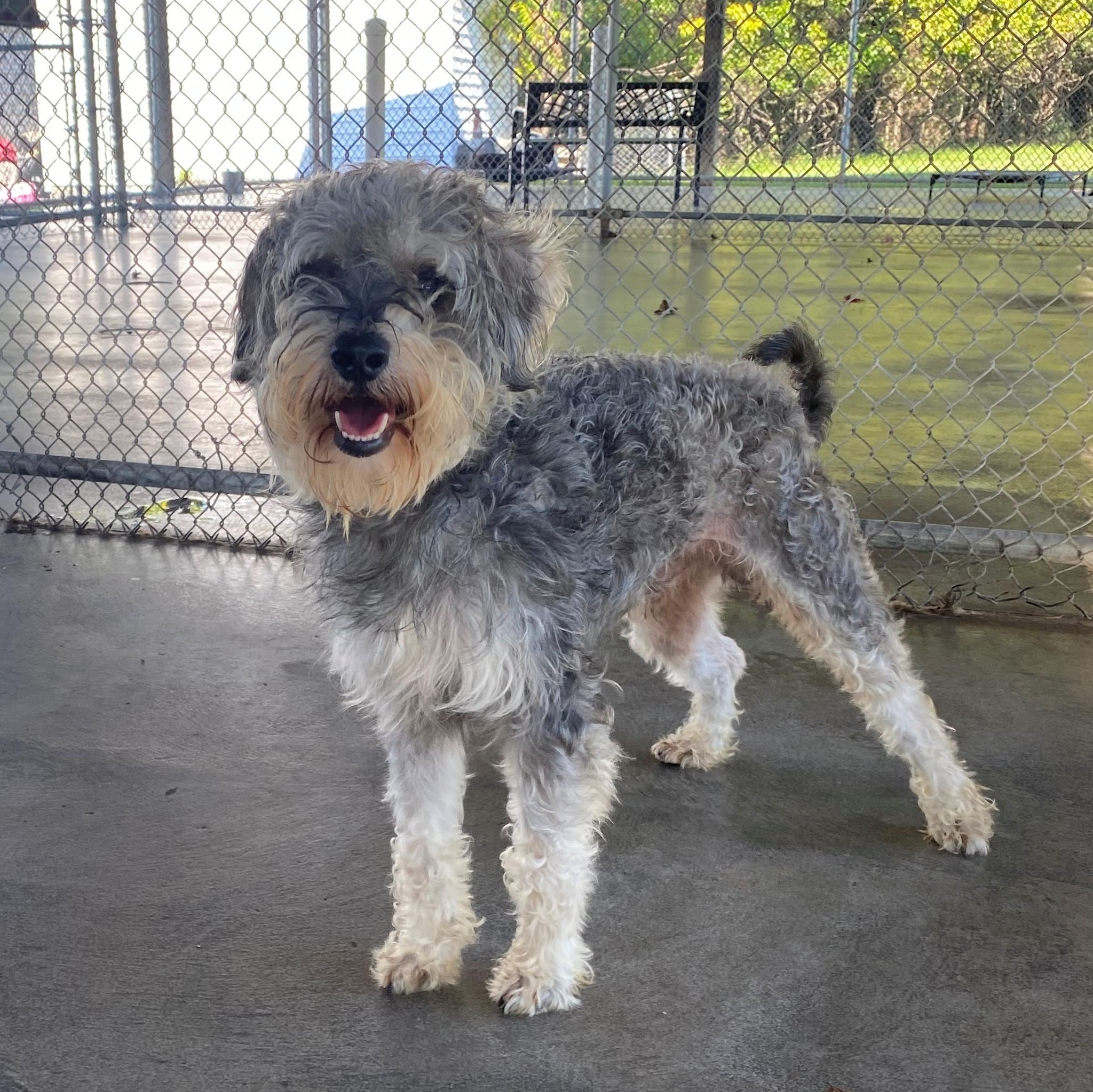 Moo-Moo, Adoptable, Adult Male Schnauzer.