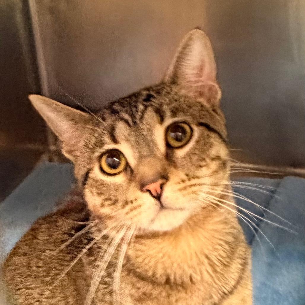 Enlarge BANDIT, a ADOPTABLE Domestic Medium Hair in Corydon, IN image 1/1