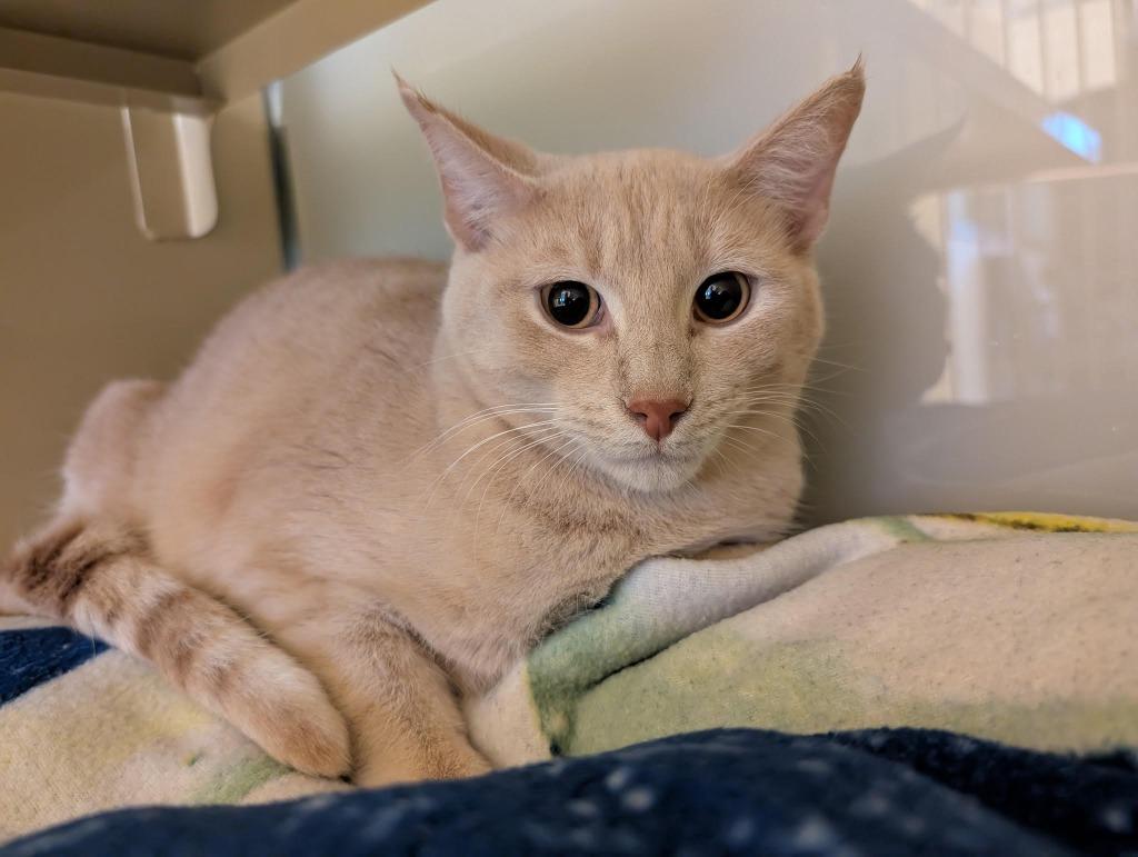 Darren, Adoptable, Young Male Domestic Short Hair.
