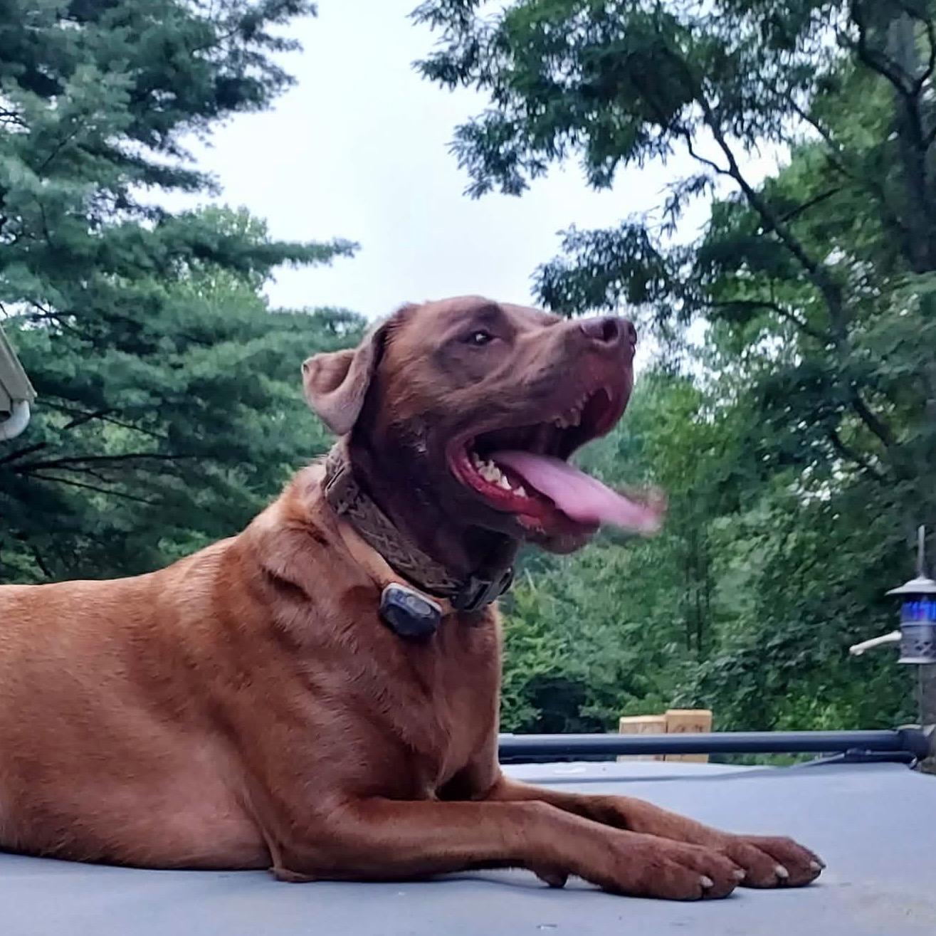 Rusty *Community post*, a ADOPTABLE Chocolate Labrador Retriever in Floyd, VA image 3/5