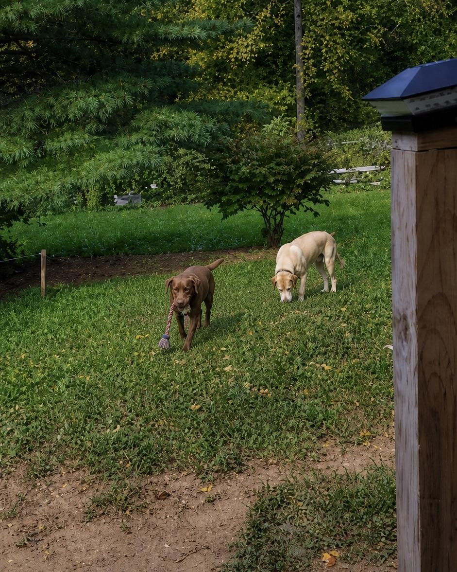 Rusty *Community post*, a ADOPTABLE Chocolate Labrador Retriever in Floyd, VA image 4/5