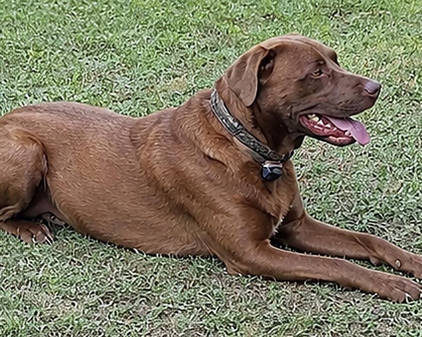 Rusty *Community post*, a ADOPTABLE Chocolate Labrador Retriever in Floyd, VA image 5/5