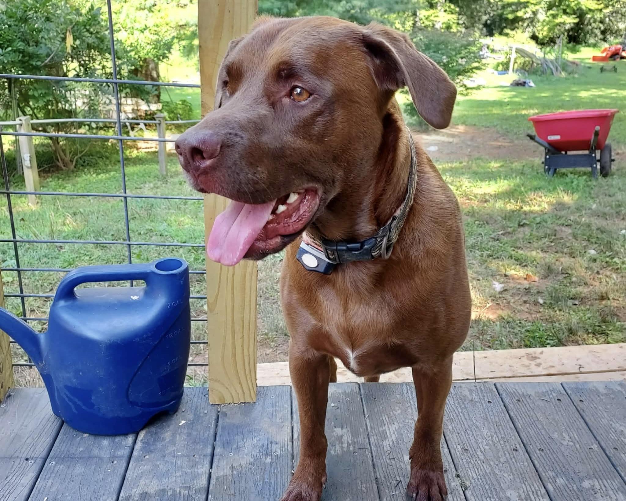Rusty *Community post*, a ADOPTABLE Chocolate Labrador Retriever in Floyd, VA image 1/5