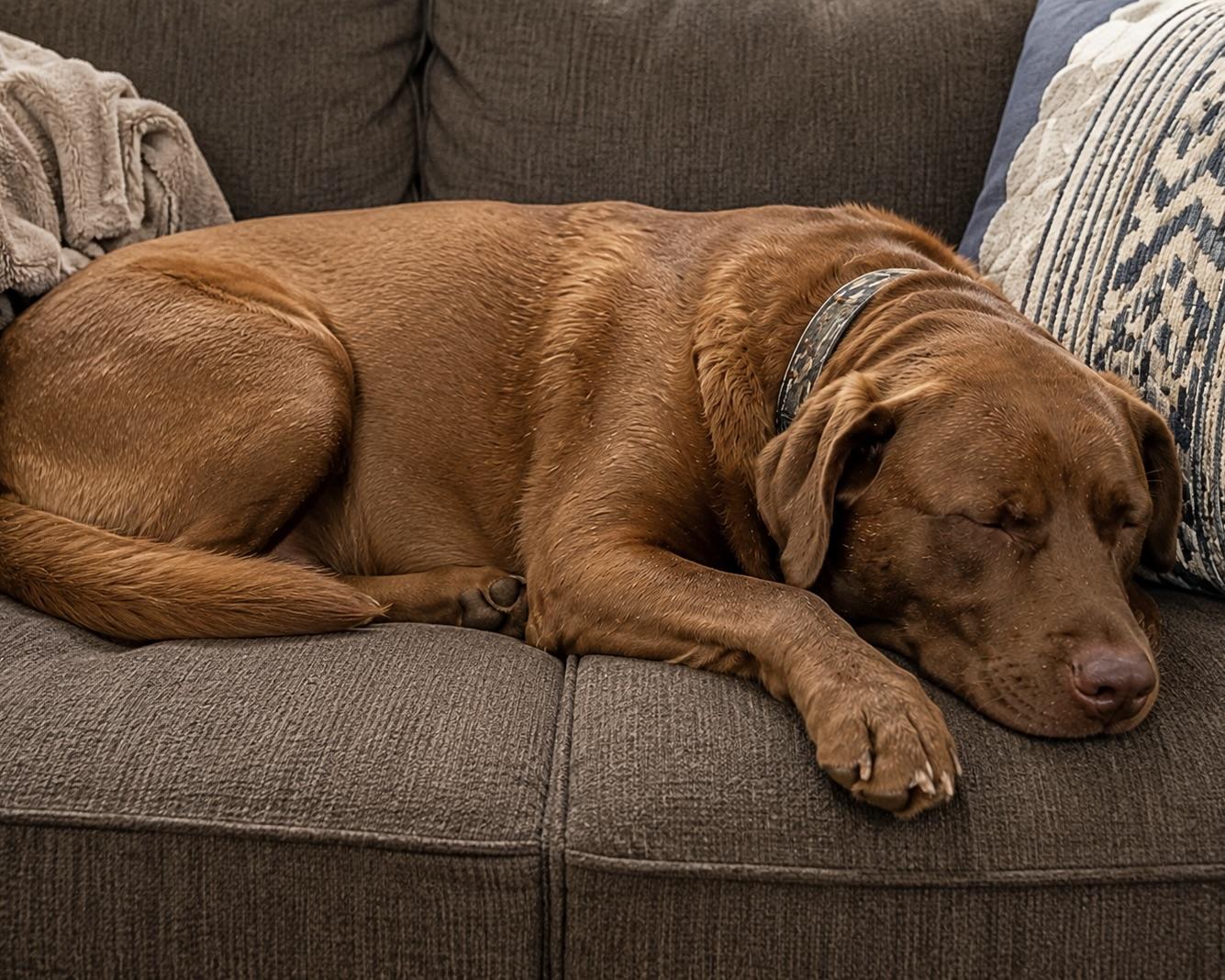 Rusty *Community post*, a ADOPTABLE Chocolate Labrador Retriever in Floyd, VA image 2/5