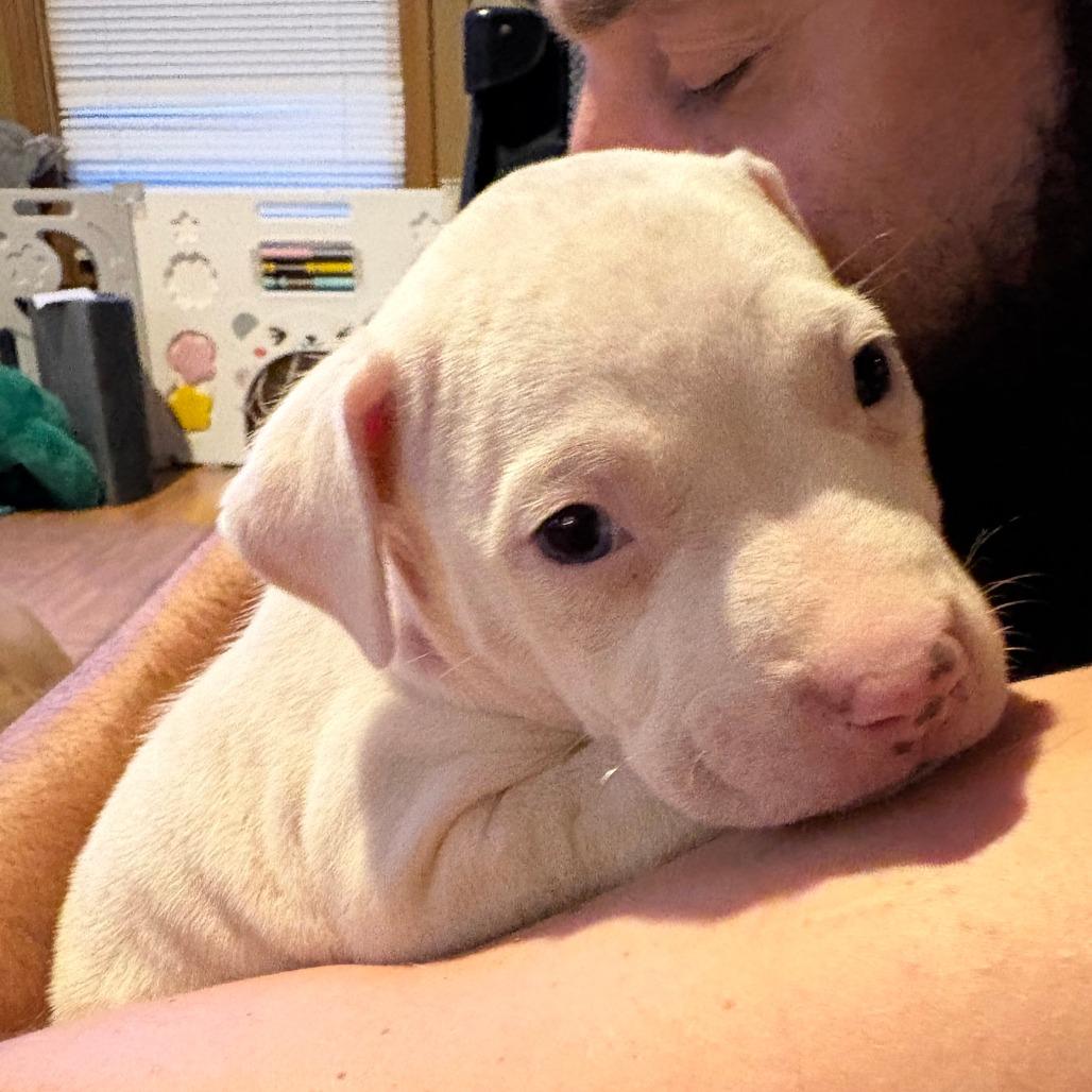 Rubble, Adoptable, Puppy Male Pit Bull Terrier & Mixed Breed.
