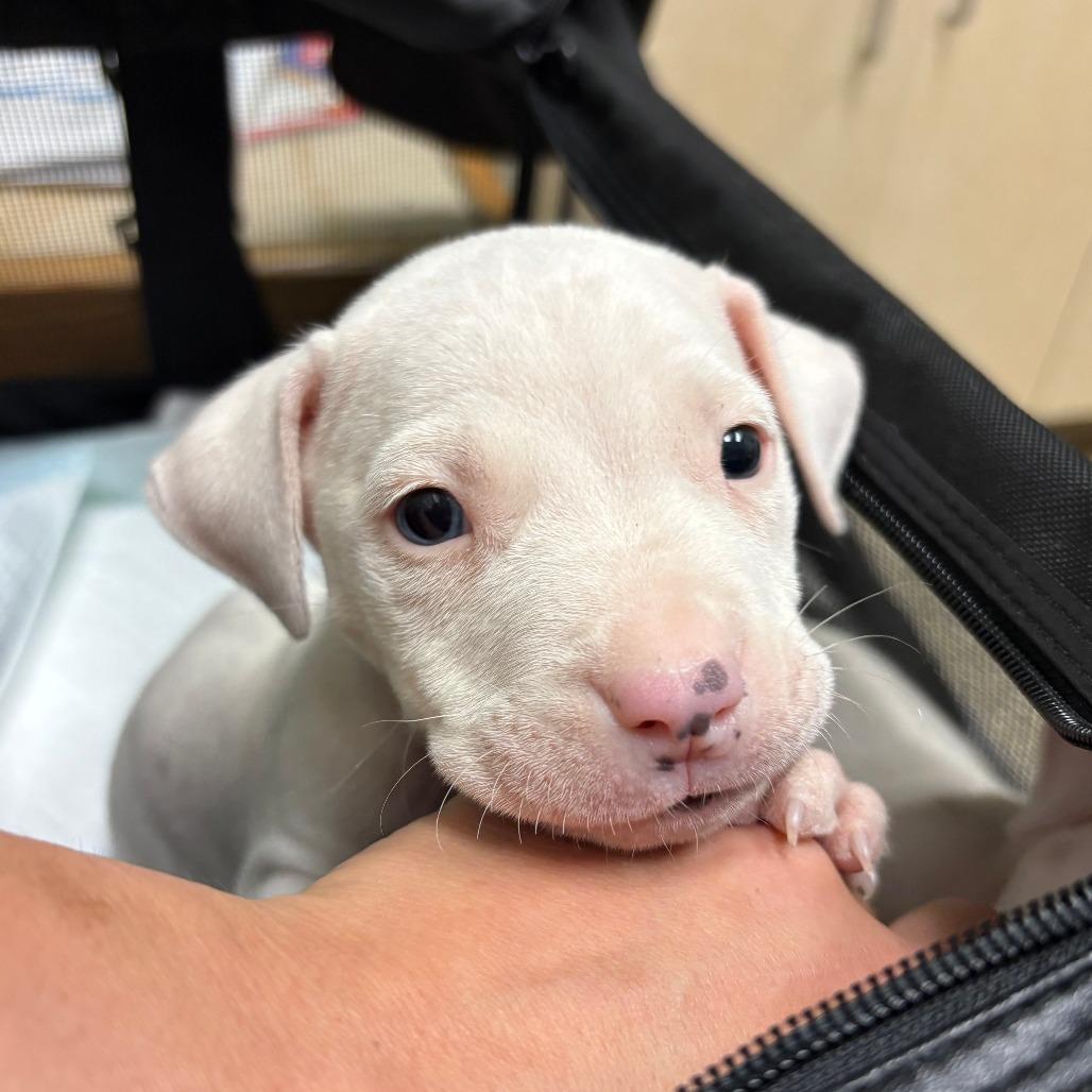 Rubble, a Adoptable mixed breed in Durham, NC image 3/6