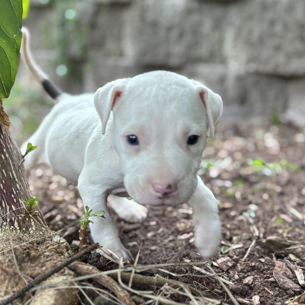 Rubble, a Adoptable mixed breed in Durham, NC image 4/6