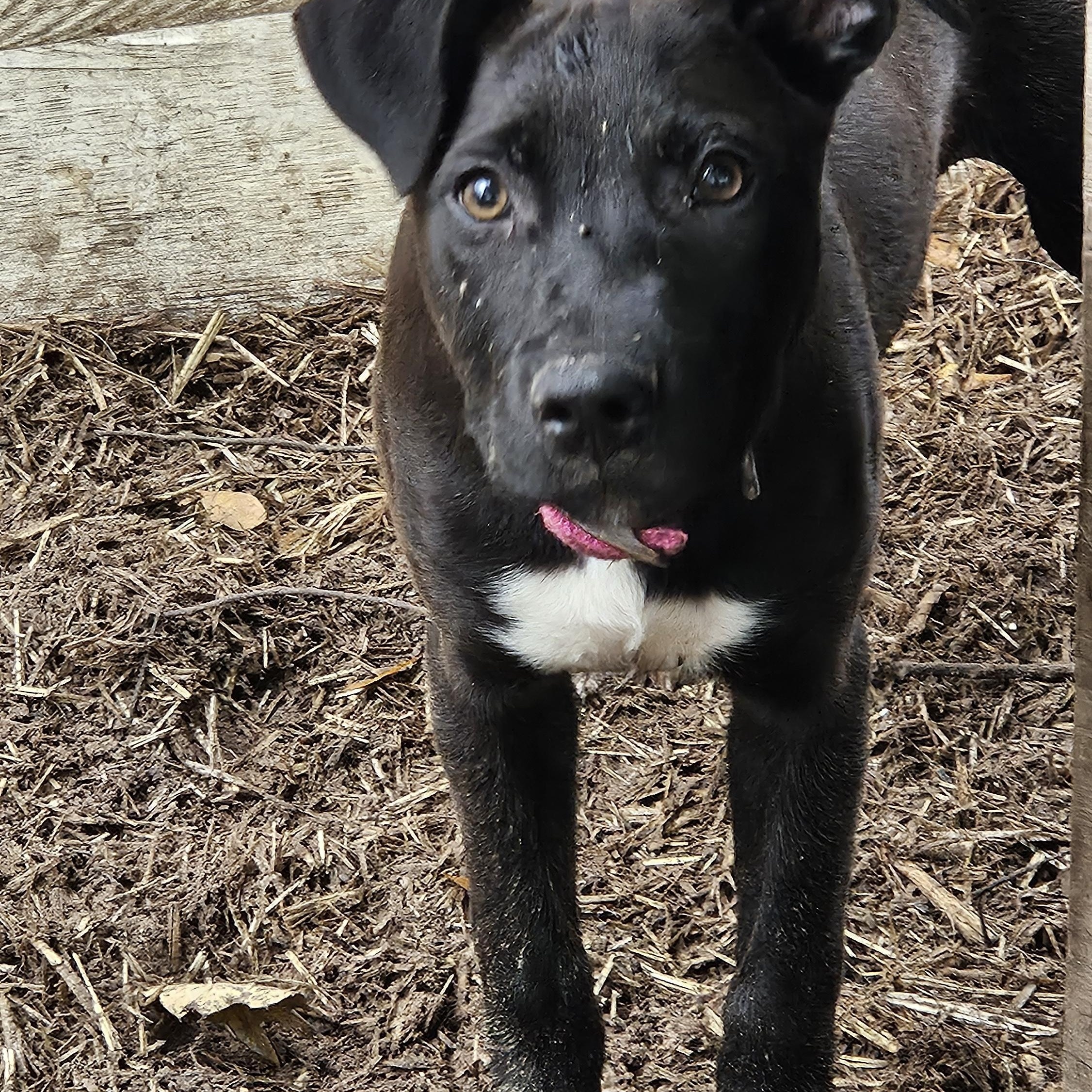 Rose-NJ, Adoptable, Young Female German Shepherd Dog & Black Labrador Retriever.