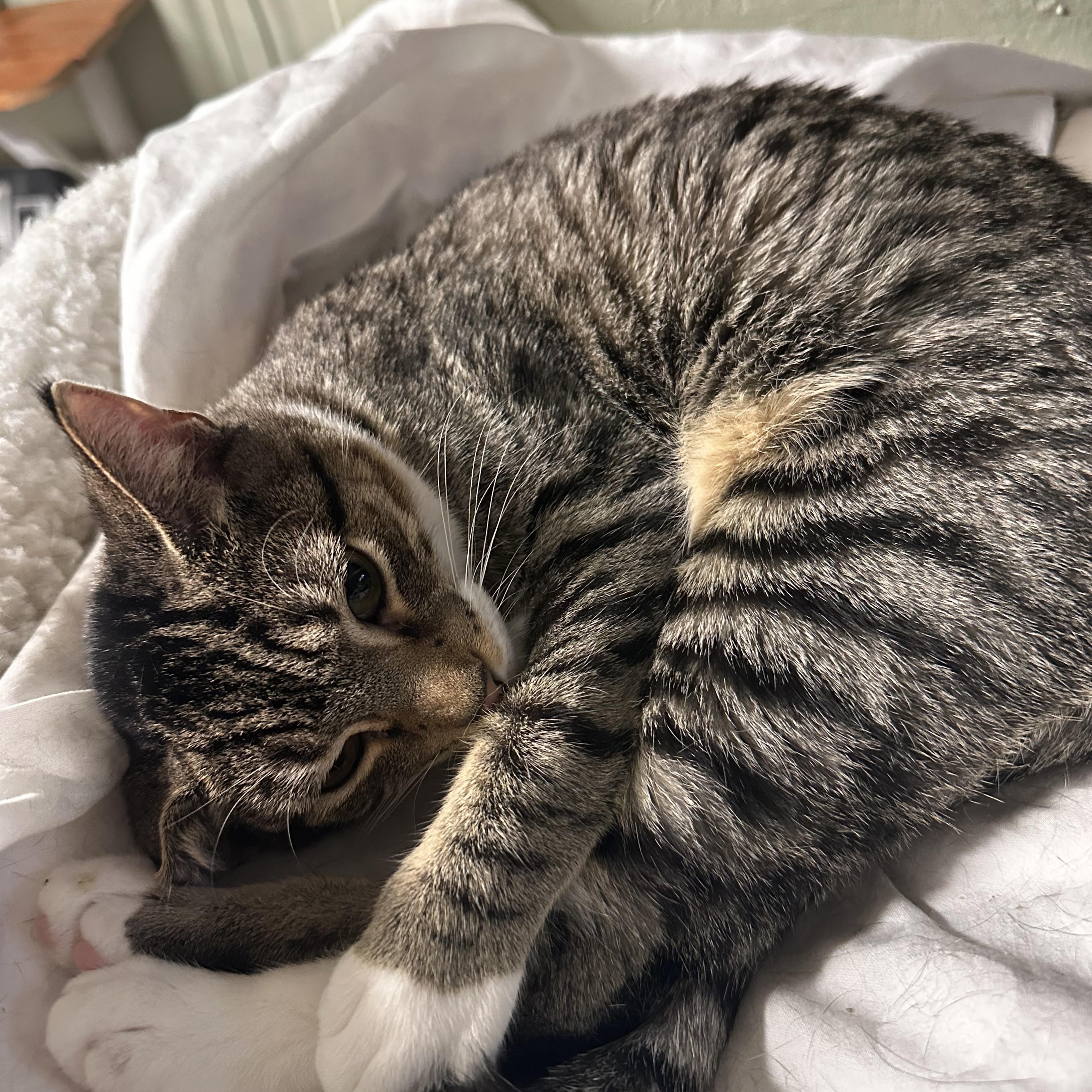 Enlarge Egg Custard, a Adoptable Domestic Short Hair in North East, MD image 1/3