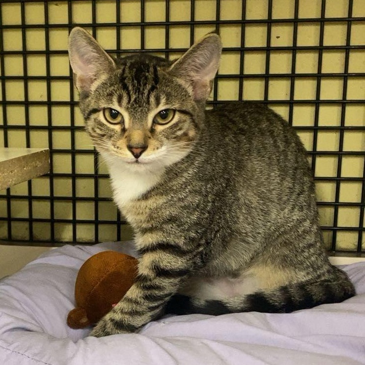 Enlarge Egg Custard, a Adoptable Domestic Short Hair in North East, MD image 3/3