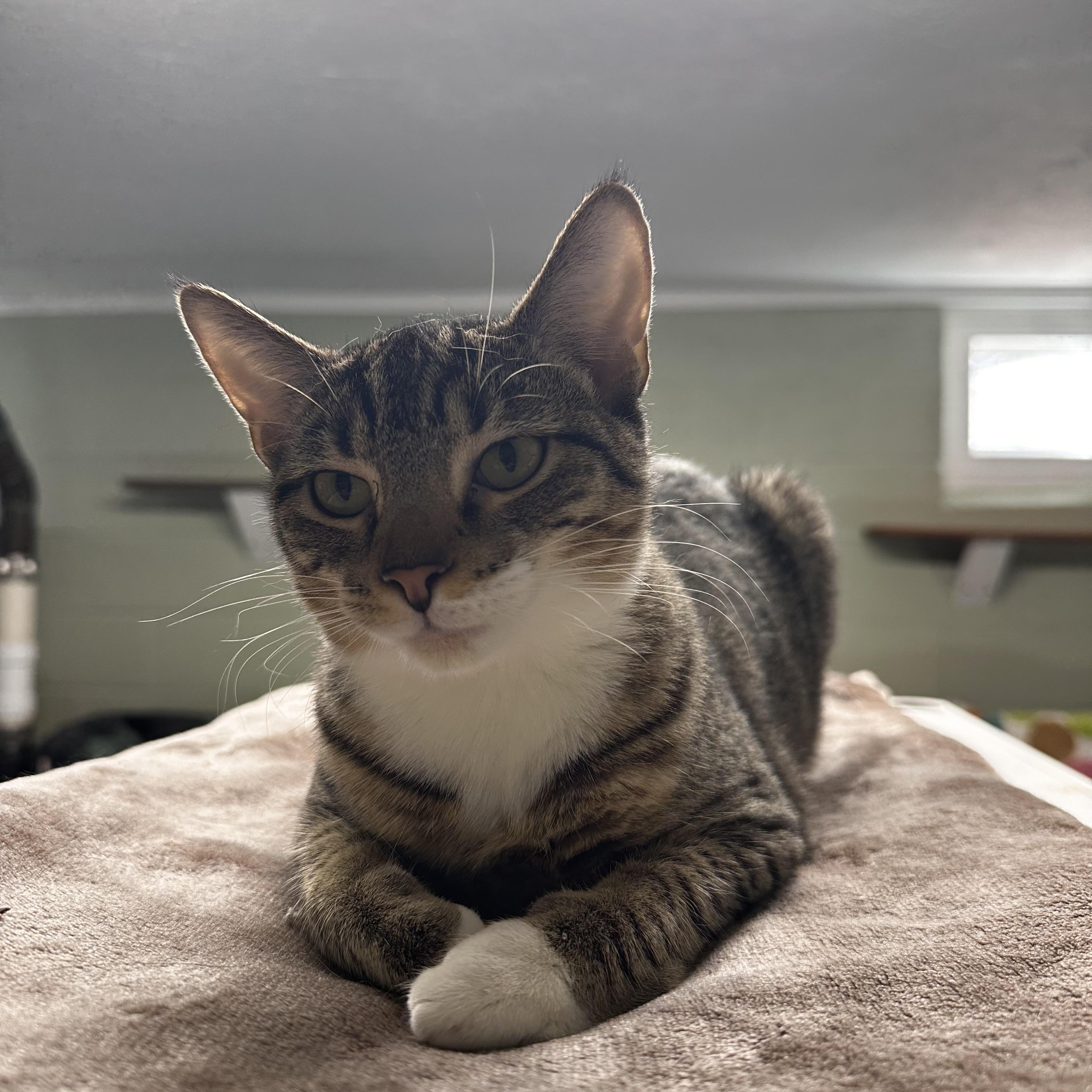 Enlarge Egg Custard, an adopted Domestic Short Hair in North East, MD image 3/5