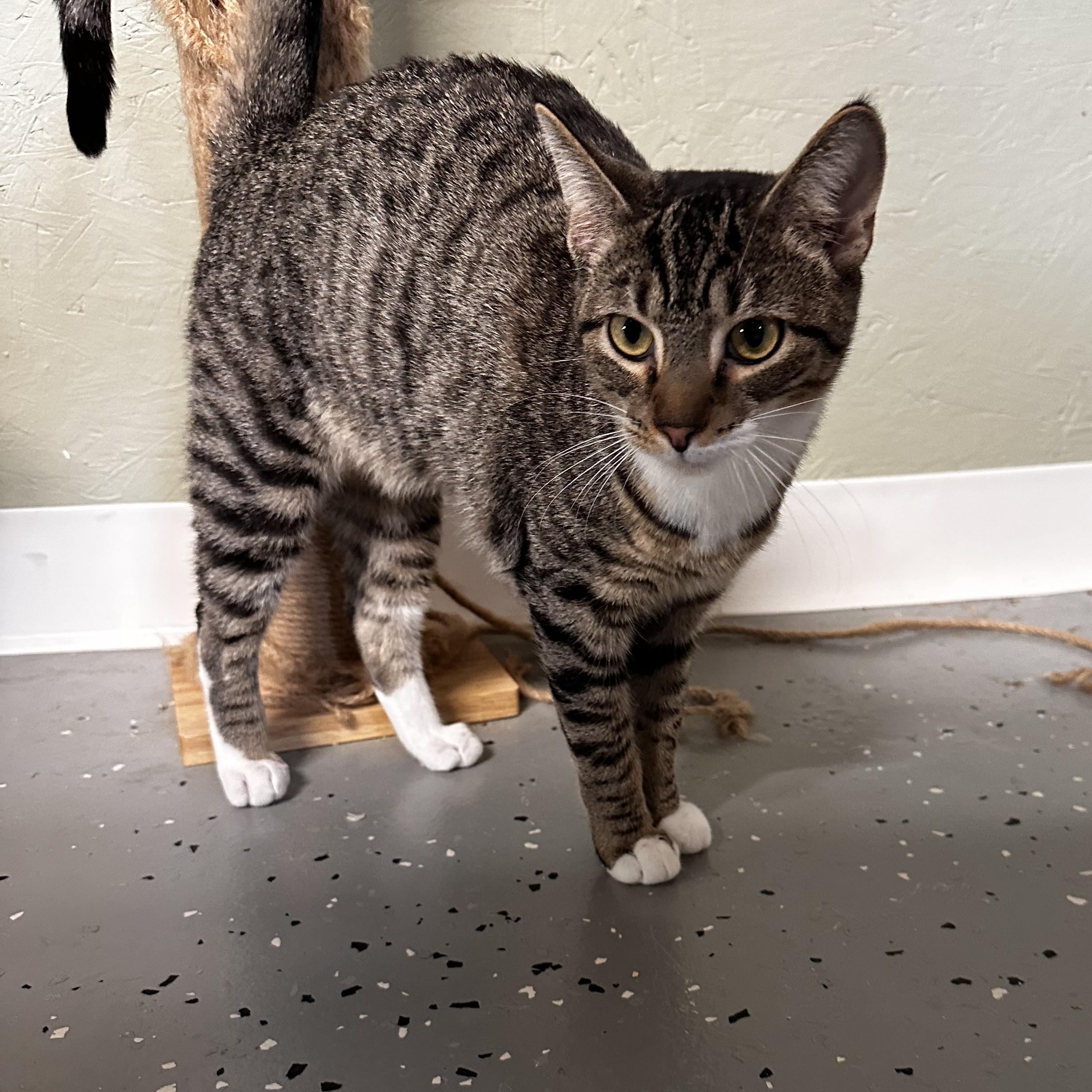 Enlarge Egg Custard, an adopted Domestic Short Hair in North East, MD image 4/5