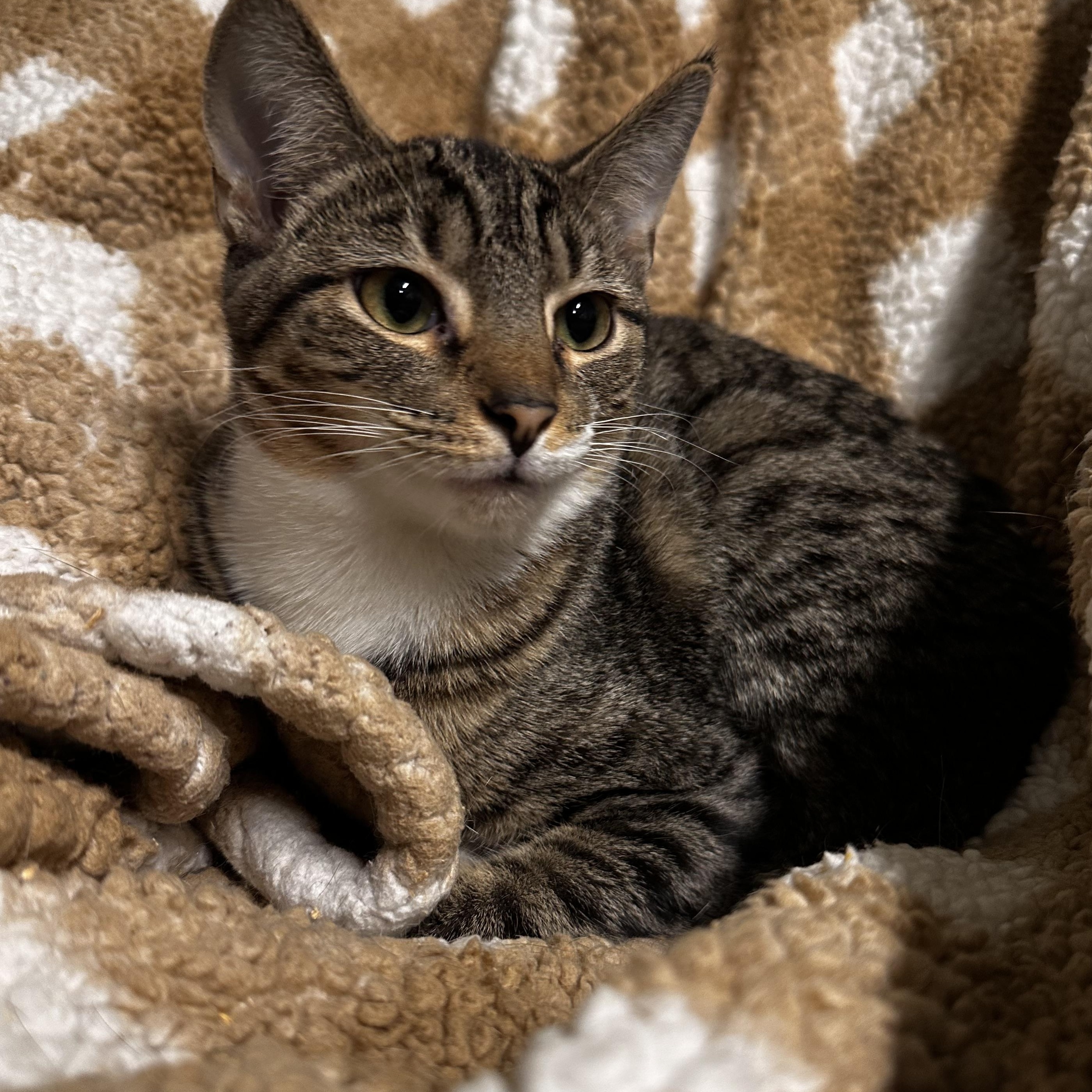 Enlarge Egg Custard, a Adoptable Domestic Short Hair in North East, MD image 2/3