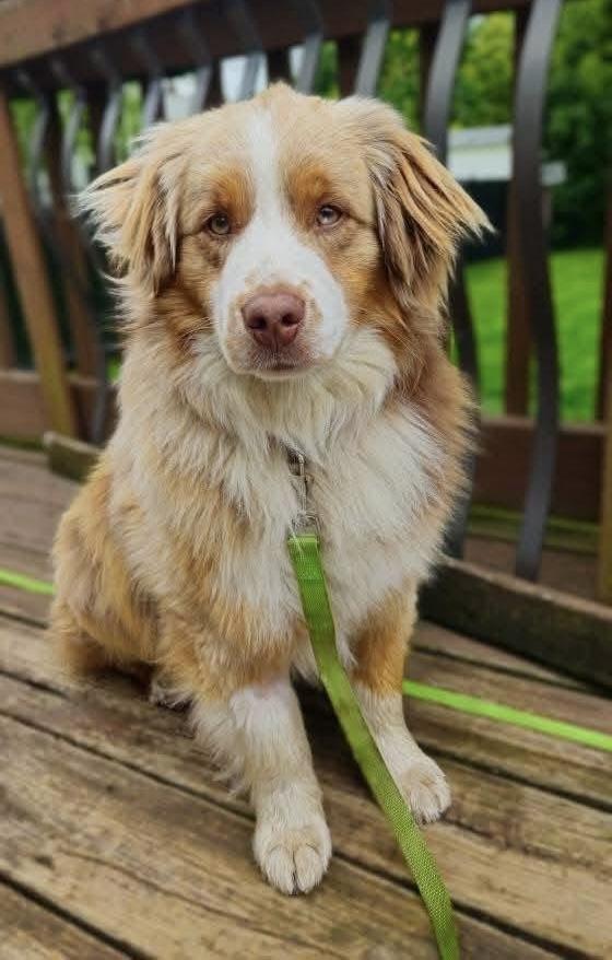 Ziggy