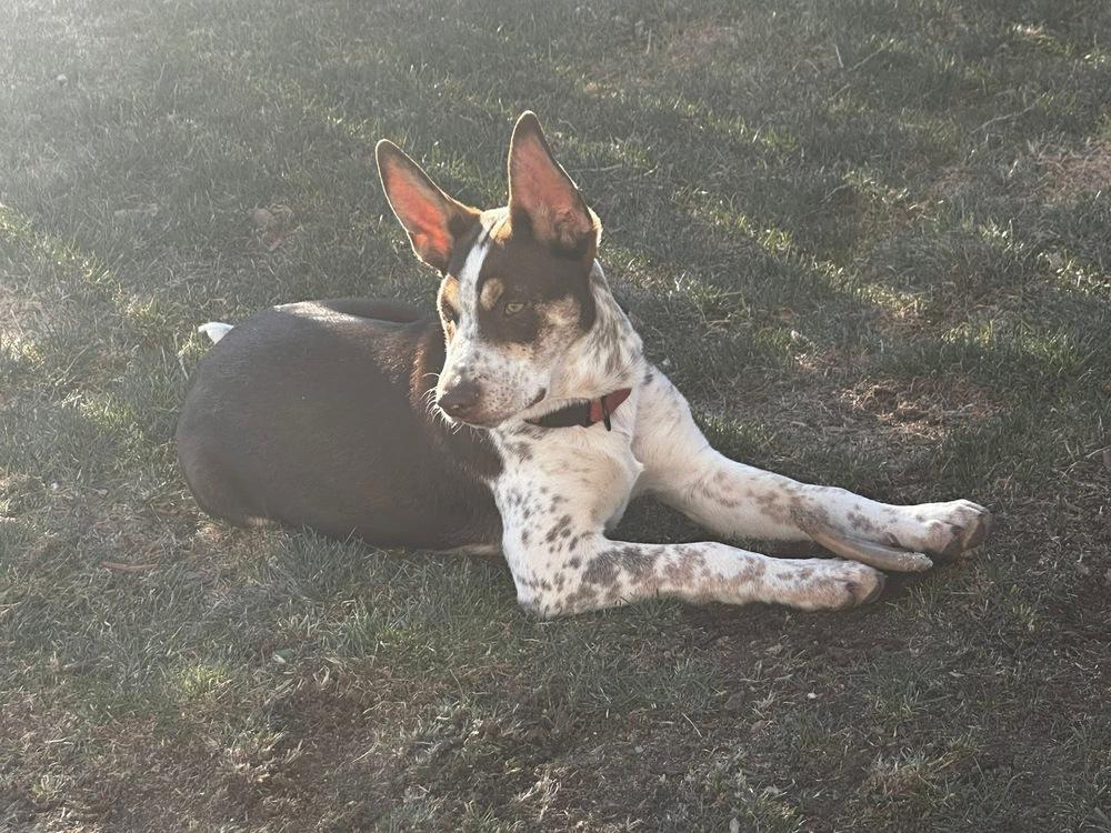 Wallace, Adoptable, Puppy Male Australian Cattle Dog / Blue Heeler.