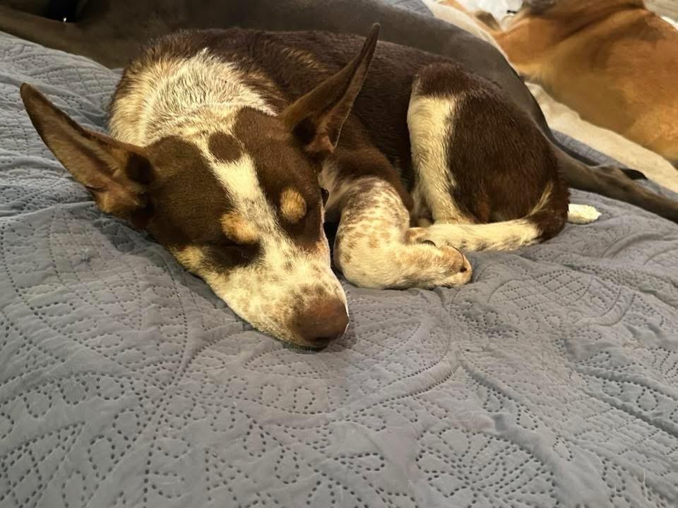 Enlarge Wallace, a Adoptable Australian Cattle Dog / Blue Heeler in Colorado Springs, CO image 1/1