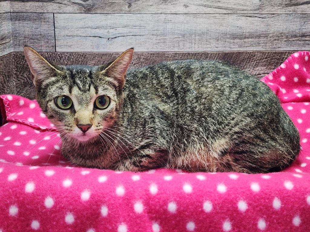 Cassidy, Adoptable, Adult Female Domestic Short Hair.